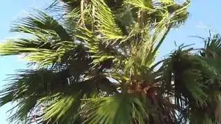 Windstorm, severe wind SOUND EFFECT
