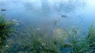 выводок уток