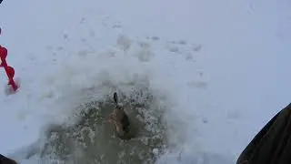 Ловля в Чебоксарских островах. Сюктерка!