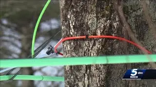 OSU researchers look at whether maple syrup production is possible in state