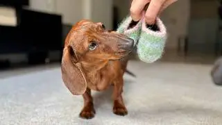 Mini dachshund gets his own pair of slippers!
