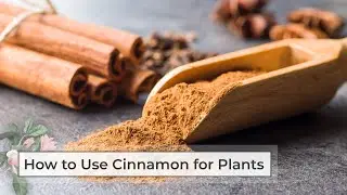How to use cinnamon for plants