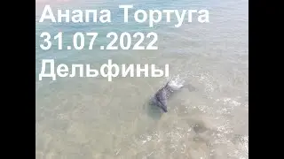Анапа Море Дельфины Коса 31.07.2022 Тортуга