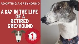 A day in the life of a greyhound - Good morning Magnus