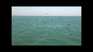 طيور النورس