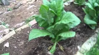 Growing Tobacco at Home 08-11-2010