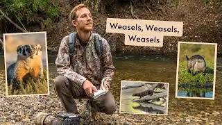 All about Weasels. One of the most fun and most difficult groups of animals to photograph