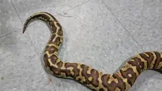 Hybrid Super Angryball Python!