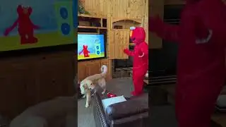 my dog absolutely LOVES elmo 😍