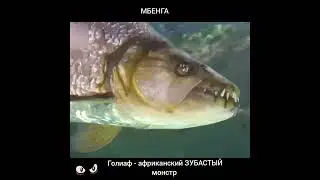 МБЕНГА - АФРИКАНСКИЙ ЗУБАСТЫЙ МОНСТР