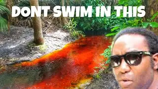 The Red River of Florida and Why You Dont Swim in Alligator Lagoons