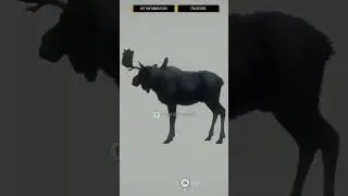 When the Moose Try to Strike Back! 👀 #thehuntercotw #shoosterarmy #shorts