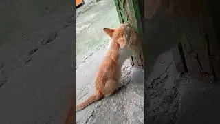kucing Meong