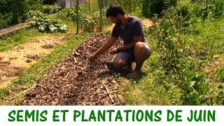 QUE SEMER ET PLANTER EN JUIN ?