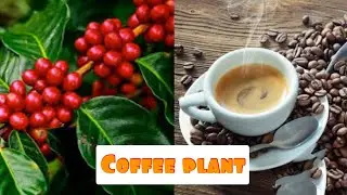 Coffee plant.
