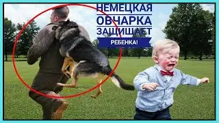 Как собаки 🐶 защищают, маленьких детей!