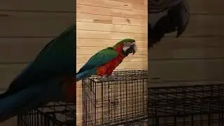 Красный ара, или Макао| SCARLET MACAW (Ara macao) | Червоний ара, або Макао | Охоронний статус: LC