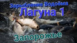 Запорожье  Зарыбление Водоёма Лагуна 1#flagman #запорожье #лагуна1 #лагуна2 #хортица #рыбалка