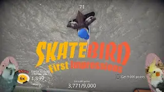 SkateBIRD First Impressions