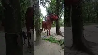 কোরবানির গরু পার্ট ৯ #shorts