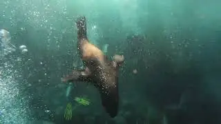 Narooma