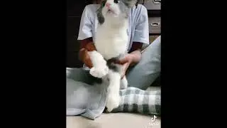 go kitty go kitty go kitty go and just ride kitty ride kitty ride kitty roll