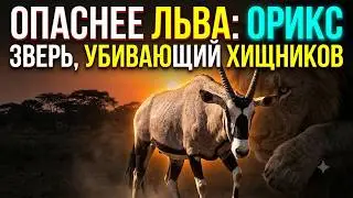 Why Predators Fear Its Horns: The Truth About the Oryx | Survival Secret