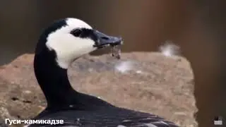 Такое увидиш редко