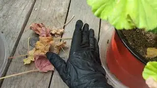 #772. Не приукрашенные пеларгонии,спасение от хлороза