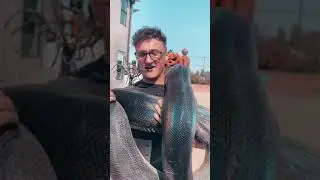 David Strib holding a GIANT SNAKE #shorts