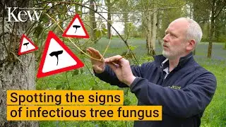 Ashes to ashes: Spotting the signs of infectious tree fungus | Kew