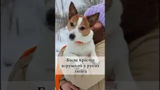 В нее наигрались и выставили на улицу. Собака, пережившая безумную боль от болезни и предательства.