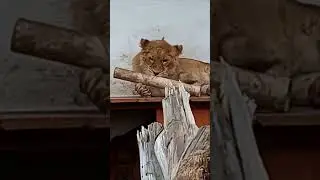 ШЕРХАН заряжает позитивом. Без улыбки не смотреть!  