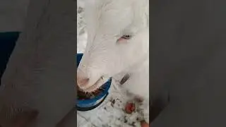 Коза воришка.