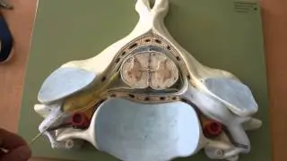 NERVOUS SYSTEM ANATOMY: Cross section anatomy spinal cord