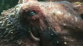Pulpo Colorado larga tinta