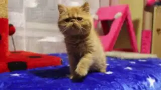 мальчик  экзотический  короткошерстный  ред  Антошка