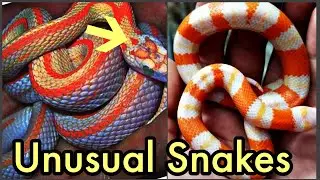 दुनिया के 10 अनोखे और बेहद खूबसूरत साँप | Beautiful Snakes in the World | The Mash TV