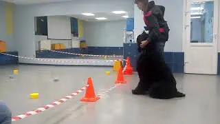 РЧТ, предметы