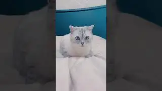 Мама семга и Ириска.