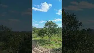 Un recorrido en los Campos de naranjas de Florida.