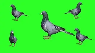 Green screen 5 Birds Hd free download