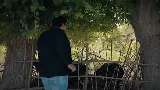 Bono suvlari