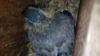 Криповый дом в тайской деревне