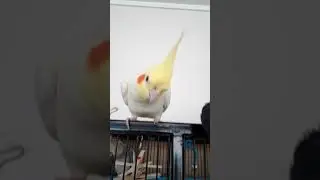Play this to your cockatiel | Blanco sings!| cockatiel sings | #shorts
