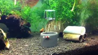 Oxydator Red bee tank