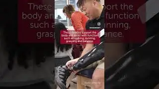 Orthotics & Prosthetics Quick Facts