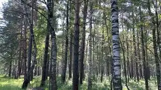 Утро в лесу с пением птиц))