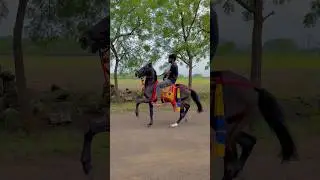 Horse power 💪 