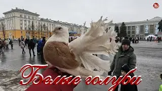 Белые голуби 🕊 / СербаТВ 🔴